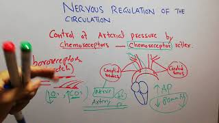 CVS physiology 126 Role of chemoreceptors control of arterial pressure carotid body [upl. by Elleret]