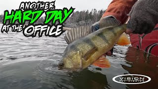 Fly fishing for BIG perch in shallow water l Åland Expedition l Day 3 [upl. by Sothena]