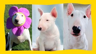 FUNNY AND CUTE BULL TERRIERS  TRY NOT TO LAUGH   Funny Pets 🐶❤️ [upl. by Eneleuqcaj]