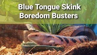 Entertain Your BLUE TONGUE SKINK [upl. by Jarrett630]