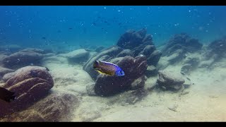 Copadichromis borleyi at Mara Rocks [upl. by Anastos]