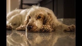 21 Pros and Cons of Owning a Cocker Spaniel [upl. by Josias]