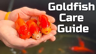 Beginner Goldfish Care Guide [upl. by Blackburn]