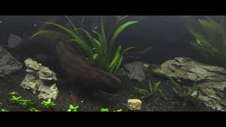 Fluval 407  Side mount on 75G aquarium showing flow strength [upl. by Goldner]