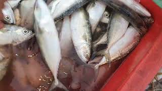 Fish Video  Latest Rates of Fish  Karachi fishery Market [upl. by Arvell]