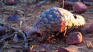 Pangolins The Most Trafficked Mammal In The World  The Lion Whisperer [upl. by Ades]