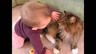 Maine Coon Compilation  Maine Coons are Cats with a Lot of Patience and Personality [upl. by Etnemelc106]