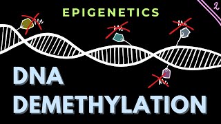 DNA Demethylation mechanisms  Part 2  Epigenetics  GATECSIRNET [upl. by Notsuj]