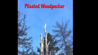 Pileated Woodpecker Pecking [upl. by Cleaves]