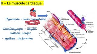 Histologie Les tissus musculaires  Caractéristiques  Types des muscles Strié cardiaque lisse [upl. by Laekim]