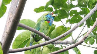 Blue Throated Barbet  Darjeeling [upl. by Sukey753]