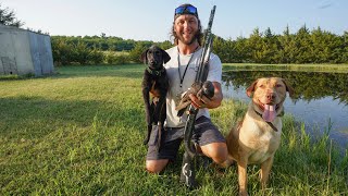 Training My Labrador Retriever with Live Pigeons [upl. by Ruelle]