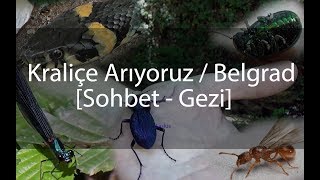 Kraliçe Karınca Ararken  Belgrad Ormanı  Yılan avlanma içerir [upl. by Eerot]