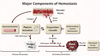 Hemostasis Lesson 1  An Introduction [upl. by Zadoc]