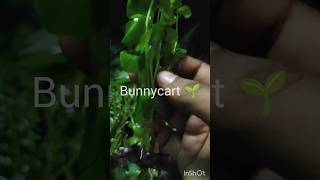 aquatic plants🌱 Bunnycart [upl. by Evilo]