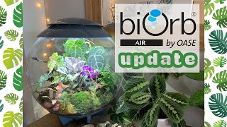 Climb Inside The biOrb AIR Terrarium With Me 🌿🌺💚 [upl. by Aekin]