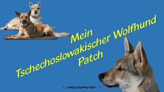 HZ170214 Mein Tschechoslowakischer Wolfhund Patch [upl. by Ylime]