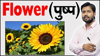 फूल के भाग  Parts of Flower  Structure of a Flower  Function of Flower  Botany [upl. by Antons]