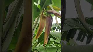 Banana farming  Banana flowering 6082024 banana plants nature agriculture shorts [upl. by Irrehs]