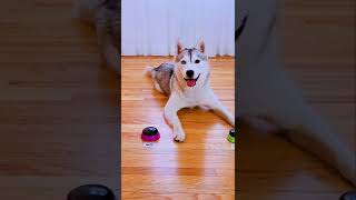 Dog Answers Fan Questions Using Talking Buttons Does she ever sleep [upl. by Lanta]