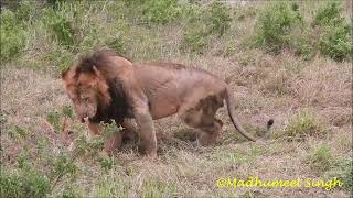 Lions mating behaviour maasaimara [upl. by Zina]