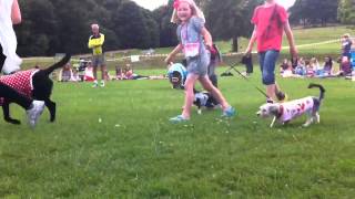 RSPCA Fun dog show [upl. by Ellened106]