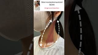 1 Sternocleidomastoid SCM Origin and Insertion [upl. by Viglione352]