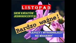 LISTOPAD  SIEW KWIATÓW JEDNOROCZNYCH DUŻO LEPSZY NIŻ WIOSENNY [upl. by Hyo]