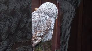 GREAT GREY OWL [upl. by Zachery]