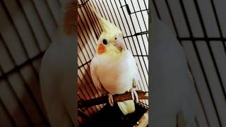 Cocktail song birds parrot cockatiel parrotsong parrotsinging [upl. by Dloreh]