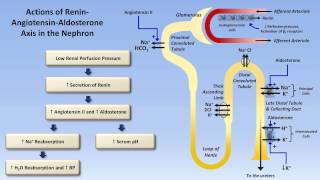 Sodium and Potassium Metabolism Renin Angiotensin Aldosterone and ADH [upl. by Laurance]