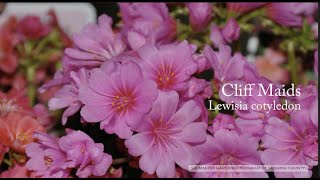 Lewisia cotyledon Cliff Maids [upl. by Anorahs616]