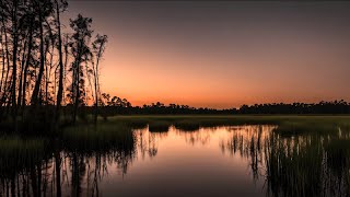 Nighttime Symphony Swamp Sounds with Frogs amp Crickets 🎶  Sleep Therapy [upl. by Eiramadnil]