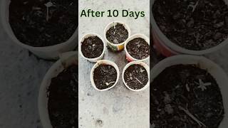 Grow Celosia From Seeds  Seeds Germination  gardening celosia seedsgermination [upl. by Nairrad646]