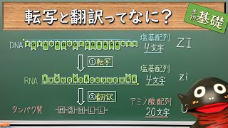 転写と翻訳とその文字数（情報量）【68生物基礎】新課程対応 [upl. by Merlin]