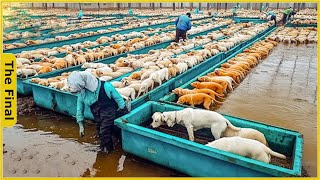 Dog Farm  China Raises 115 Million Dogs to Export Meat Every Year  Farming Documentary [upl. by Hernardo760]