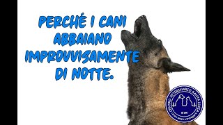 99  Perché i cani abbaiano improvvisamente di notte [upl. by Olinad]