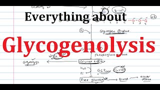 19 Glycogenolysis  Glycogen Breakdown  Biochemistry  Metabolism [upl. by Connie890]