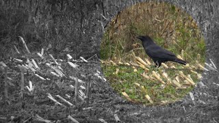 🐦 Krokar  Corvus corax Linnaeus 1758 [upl. by Adehsar]