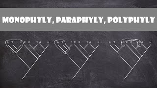 Monophyly Paraphyly Polyphyly  Classification [upl. by Draner893]