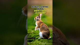 white tailed jackrabbit facts animals viral [upl. by Atikram379]