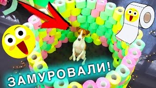 ИГРОВАЯ КОМНАТА  Полоса ПРЕПЯТСТВИЙ ДЛЯ СОБАКИ ИЗ ТУАЛЕТНОЙ БУМАГИ  Elli Di Pets [upl. by Sherourd]