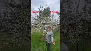 Gala Apple Problem fruit garden [upl. by Anuahc]