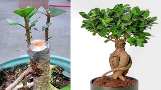 How To Grow Ficus Plant [upl. by Lenee254]