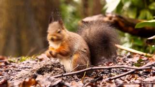 Red Squirrel or Eurasian Red Squirrel Sciurus vulgaris  Eichhörnchen 17 [upl. by Elna]