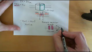 Ion Channels and Cancer Part 2 [upl. by Kemble660]