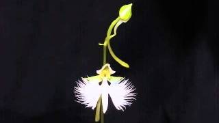 Flowers of Habenaria radiata open [upl. by Hausner]