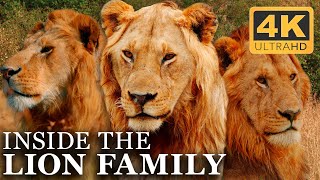 The Entire Life of the Lion Brothers  Full Docuseries  4K UHD [upl. by Sheley]