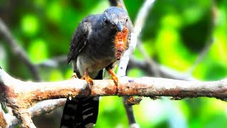 Grey bellied cuckoo bird  cuckoo song  cuckoo food [upl. by Esimaj]