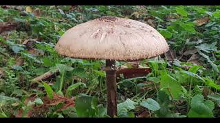 Betchworth fungi [upl. by Eibbed]